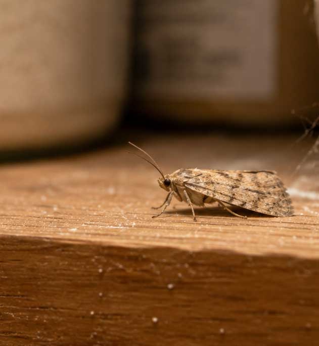 Moth-control-in-Thirsk-&-Easingwold Moth-control-in-Thirsk-&-Easingwold